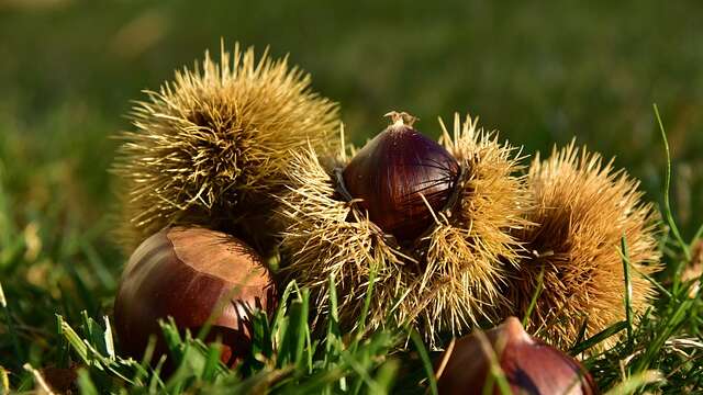 Foire d'automne  de Beaulieu-sur-Dordogne