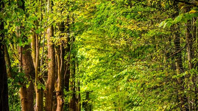 "Les nuits des forêts" à Branceilles