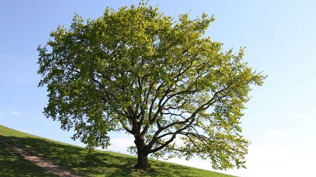 Fête de l'arbre à Martel