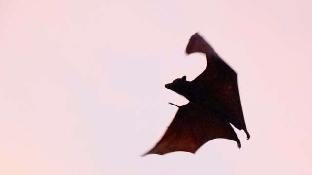 Halloween aux Tours de Merle : Atelier enfant: Confectionne ta chauve-souris d'Halloween