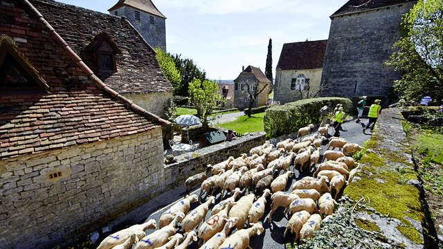 Transhumance Rocamadour - Luzech 2024: arrivée à Gigouzac