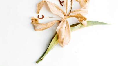 Festival de Rocamadour: Media Vita