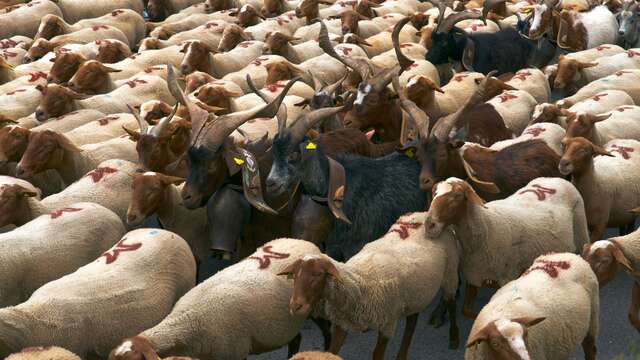 Transhumance Rocamadour-Luzech Exposition Natura 2000