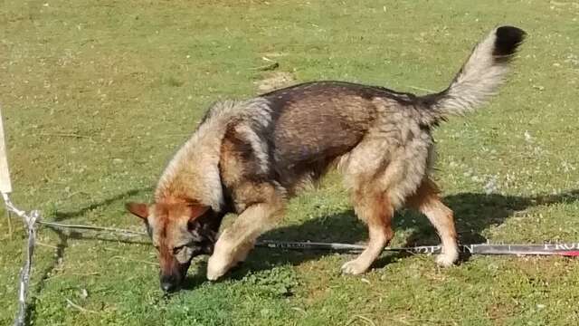 Concours national de chiens truffiers