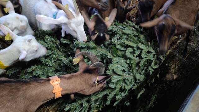 BERGERIE DU GAEC DU POINT SUBLIME