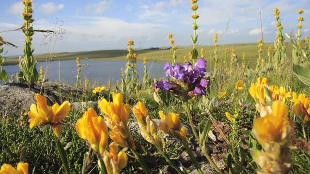 TOUR DES MONTS D'AUBRAC - GR DE PAYS