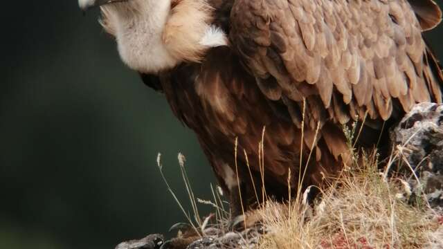 LES INITIATIONS ORNITHO