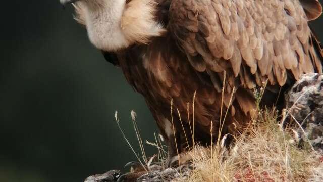 LES INITIATIONS ORNITHO