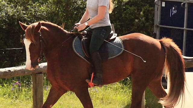 STAGE D'ÉQUITATION : "ÉCOLE DE LÉGERETÉ"