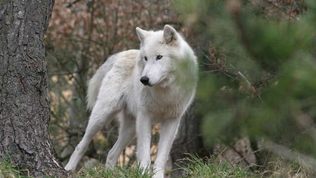 PARC DES LOUPS DU GEVAUDAN