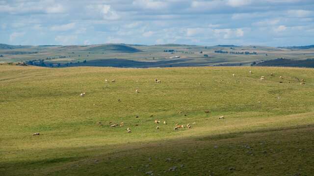 LE PLATEAU DE L'AUBRAC