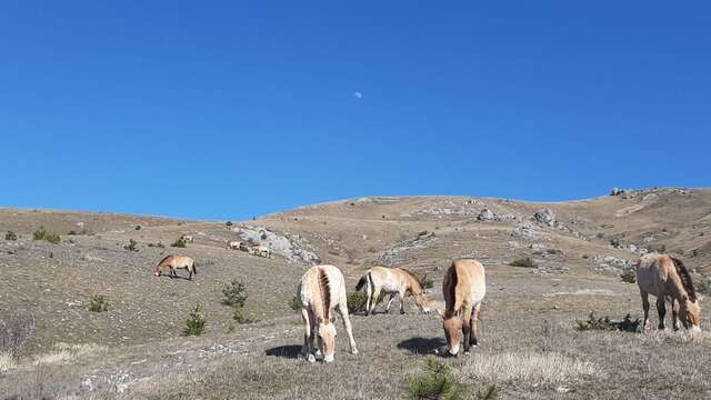 ASSOCIATION TAKH - CHEVAUX DE PRZEWALSKI