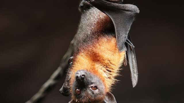 NUIT DE LA CHAUVE-SOURIS