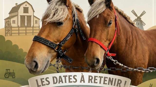 CONCOURS DE MODELE ET ALLURES DE CHEVAUX DE TRAIT