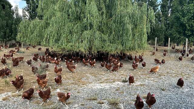 Visite d'un élevage de poulets de Loué "La Detterie" - mercredi du terroir