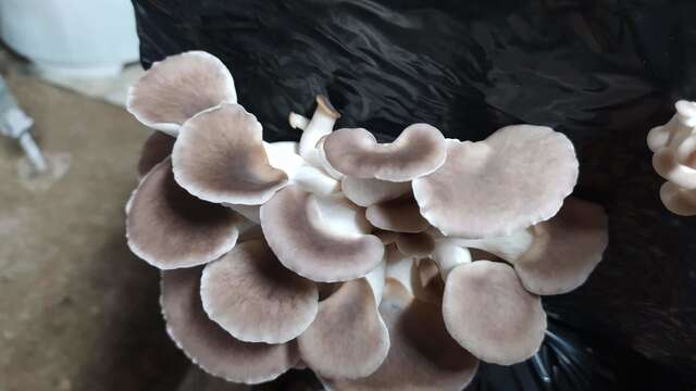 La Ferme de Cédric