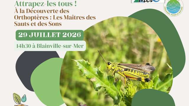Attrapez-les tous ! À la Découverte des Orthoptères : "les Maîtres des Sauts et des Sons”