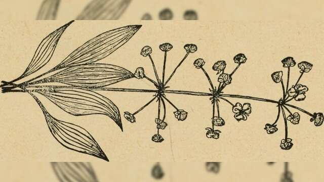 Atelier "Herbier dessiné de nos plantes compagnes"
