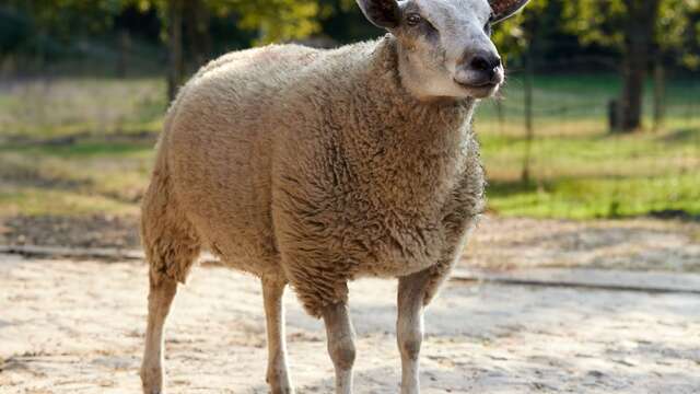 Concours de races cotentines et grande foire aux moutons