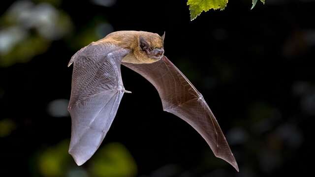 Nuit internationale de la chauve-souris