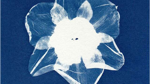Initiation au cyanotype