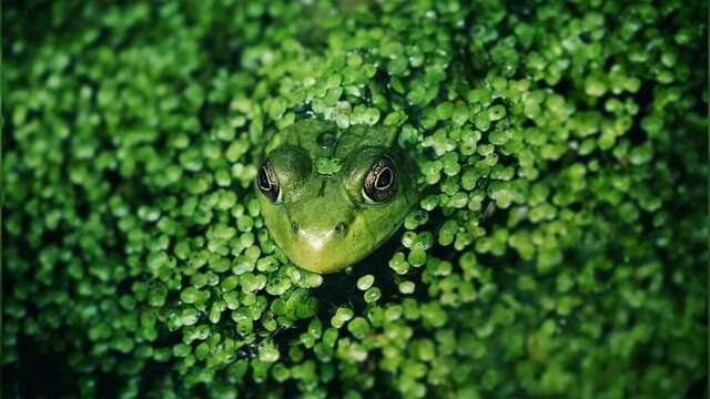 Exposition sur les zones humides et la biodiversité