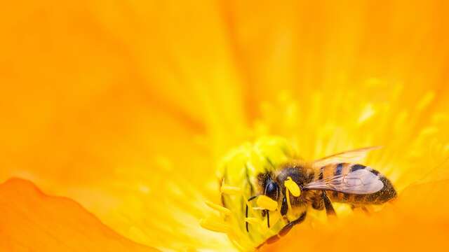 Il faut sauver les abeilles