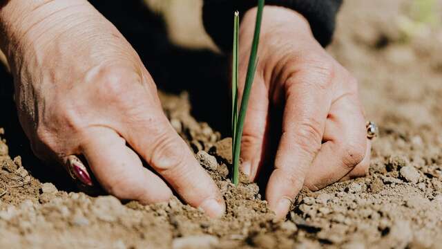 Plantations à l'Oasis des 1001 feuilles