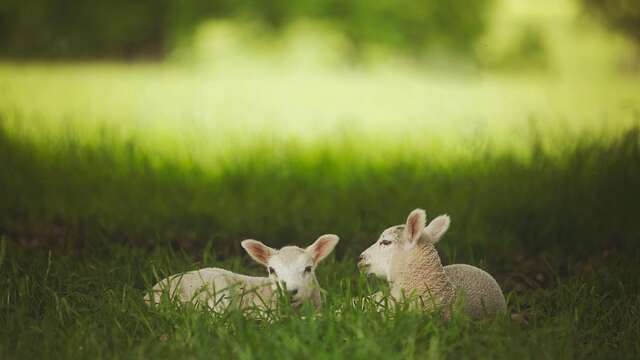 Visite libre de ferme La Parenthèse