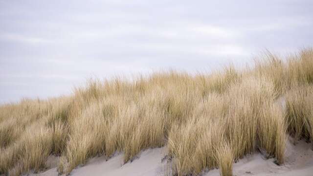 Balade : découverte des dunes