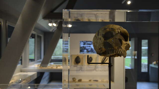 MUSÉE DE PRÉHISTOIRE