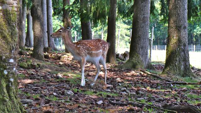 Saint-Léonard-des-Bois animal park