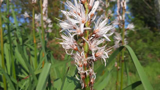 Circuit des asphodèles