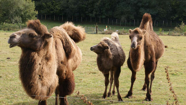 Parc animalier d'Ecouves