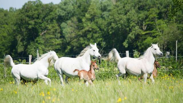Journée Haras de la Chataignière et repas