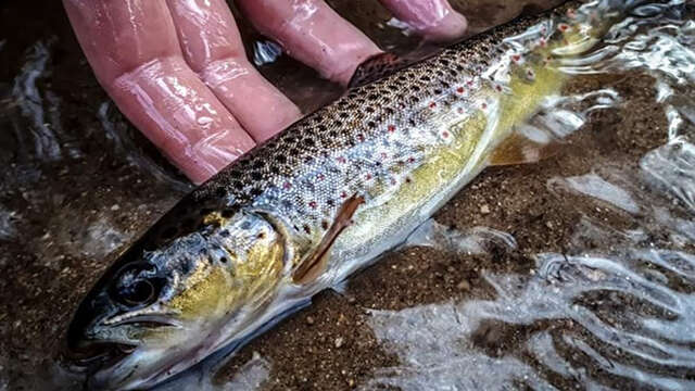 Initiation pêche de la truite aux leurres et à la mouche en rivière