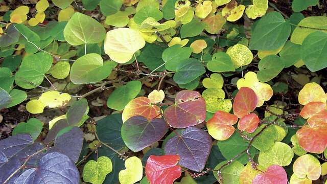 Journées des plantes d'automne