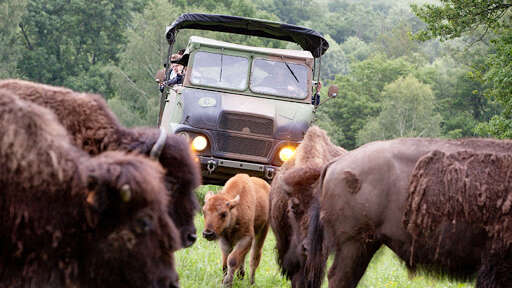 SCEA Elevage de bisons du palais