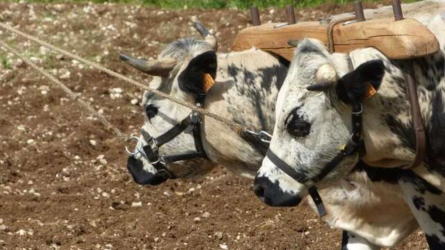 Démonstrations : La traction animale agricole au Néolithique