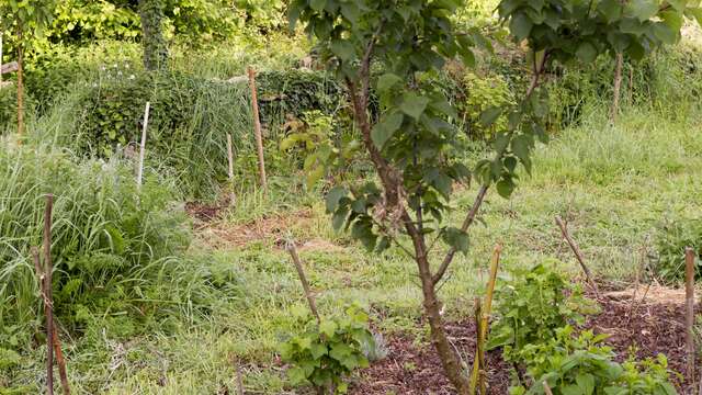 Chantier participatif de plantation de haies avec la LPO Limousin