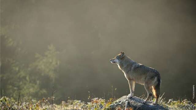 Parc animalier Les Loups de Chabrières