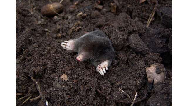 Sortie nature en famille - Sol, le monde invisible