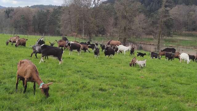 Fromage : la ferme de Vassivière