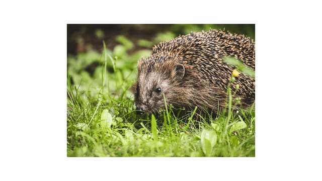 Sortie nature - Sur les chemins verts du Hérisson
