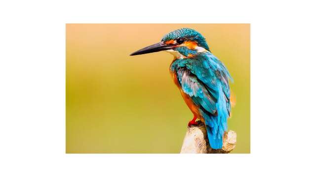 Sortie nature - Le Gave, rive des oiseaux