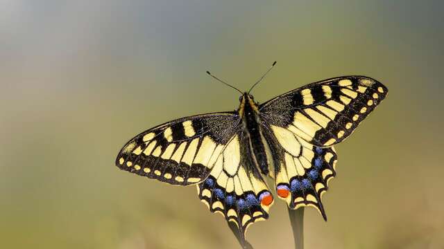 Sortie nature - Le jour des papillons