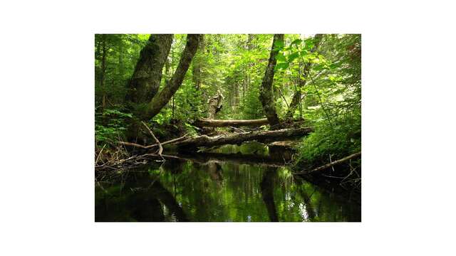 Sortie nature - Saligue secrète, une vie animale