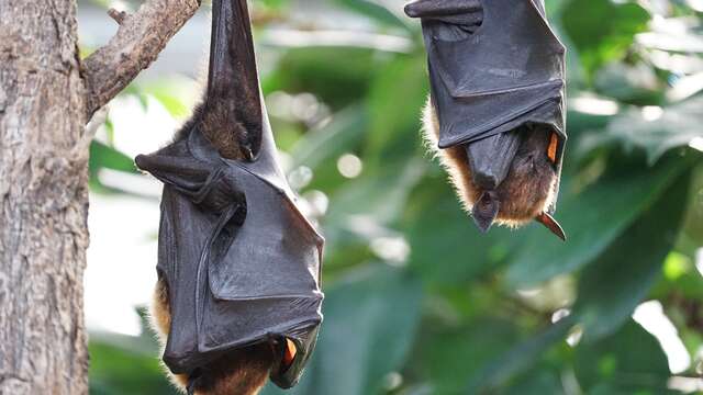 Animation chauves-souris