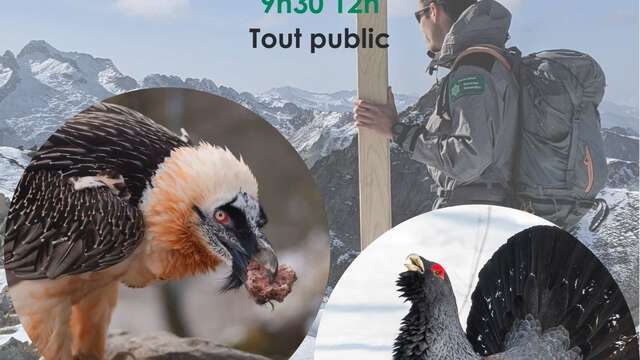 Balade hivernale "Faune sauvage en hiver" focus Gypaète barbu et Grand tétras