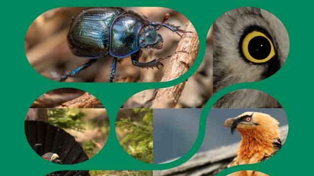 Fête de la Nature - Balade espèces parapluie et clefs de voûte